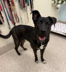Shelter Stray Male Dog last seen Near BLOCK MALLEY DR, Brighton, CO 80601