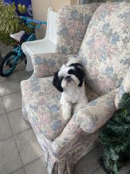 Reunited Female Dog last seen Flagami/Tamiami Blvd - Between SW 8ST and Flagler, Miami, FL 33144