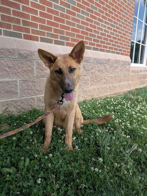 Shelter Stray Male Dog last seen ALAMANCE COUNTY, Green Level, NC 27217