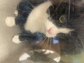 Shelter Stray Female Cat last seen Near BLOCK CHINOOK AVE, ENUMCLAW WA 98022, Kent, WA 98032