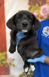 Shelter Stray Female Dog last seen Near BLOCK N COLTON AVE, San Bernardino, CA 92401