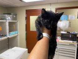 Shelter Stray Female Cat last seen Near BLOCK N 14TH ST, Milwaukee, WI 53215