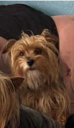 Reunited Female Dog last seen 11th San Pablo ca, San Pablo, CA 94806