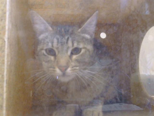 Shelter Stray Female Cat last seen I ST/24TH ST, 95673, Sacramento, CA 95827