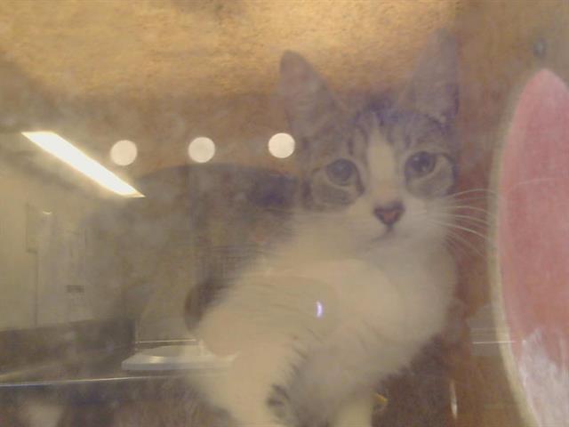 Shelter Stray Female Cat last seen I ST/24TH ST, 95673, Sacramento, CA 95827