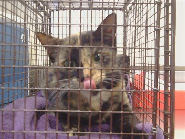 Shelter Stray Female Cat last seen WATT AVE/ARDEN WAY, 95825, Sacramento, CA 95827