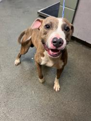 Shelter Stray Male Dog last seen Near BLOCK GRIBBIN CT, Jacksonville, FL 32204