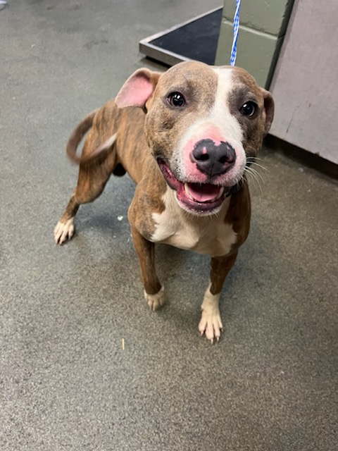 Shelter Stray Male Dog last seen Near BLOCK GRIBBIN CT, Jacksonville, FL 32204