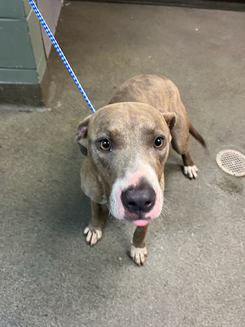 Shelter Stray Female Dog last seen Near BLOCK GRIBBIN CT, Jacksonville, FL 32204