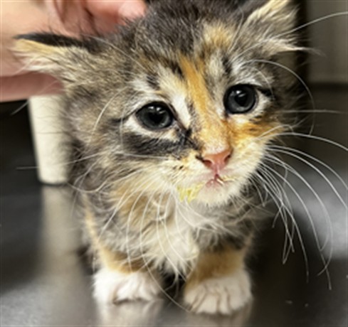 Shelter Stray Female Cat last seen E CHURCH AVE/LW, 232 Eslinger Way, Sanford, FL 32773, USA