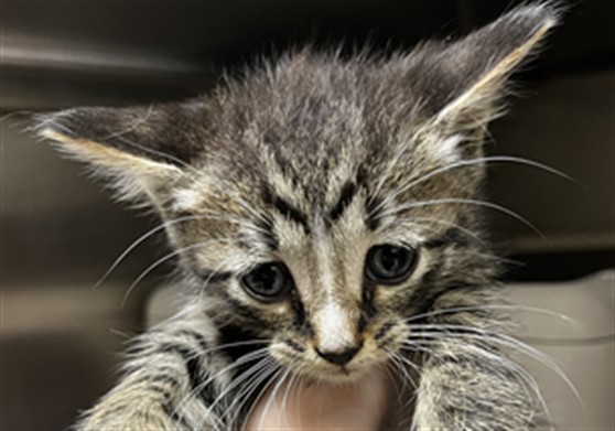 Shelter Stray Male Cat last seen E CHURCH AVE/LW, 232 Eslinger Way, Sanford, FL 32773, USA