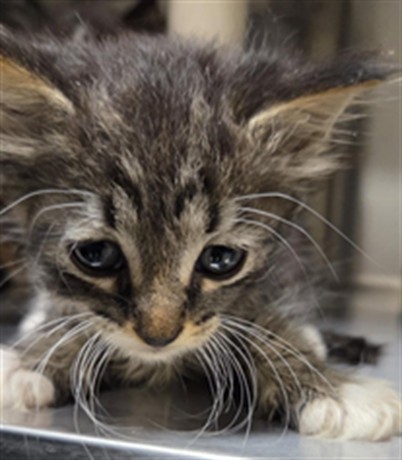 Shelter Stray Male Cat last seen E CHURCH AVE/LW, 232 Eslinger Way, Sanford, FL 32773, USA