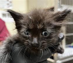 Shelter Stray Male Cat last seen E CHURCH AVE/LW, Sanford, FL 32773