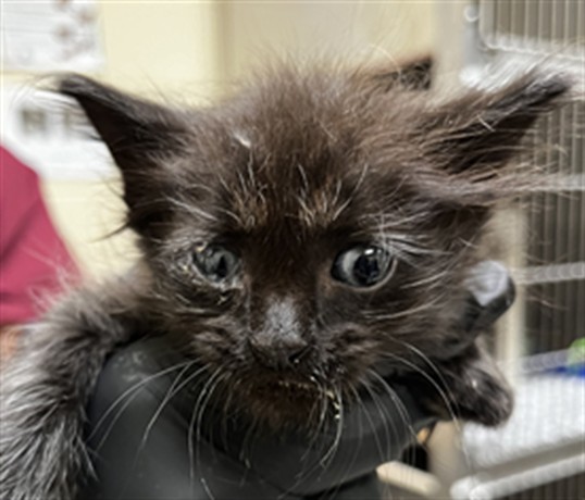 Shelter Stray Male Cat last seen E CHURCH AVE/LW, 232 Eslinger Way, Sanford, FL 32773, USA