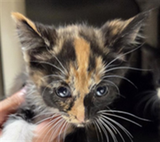 Shelter Stray Female Cat last seen E CHURCH AVE/LW, 232 Eslinger Way, Sanford, FL 32773, USA
