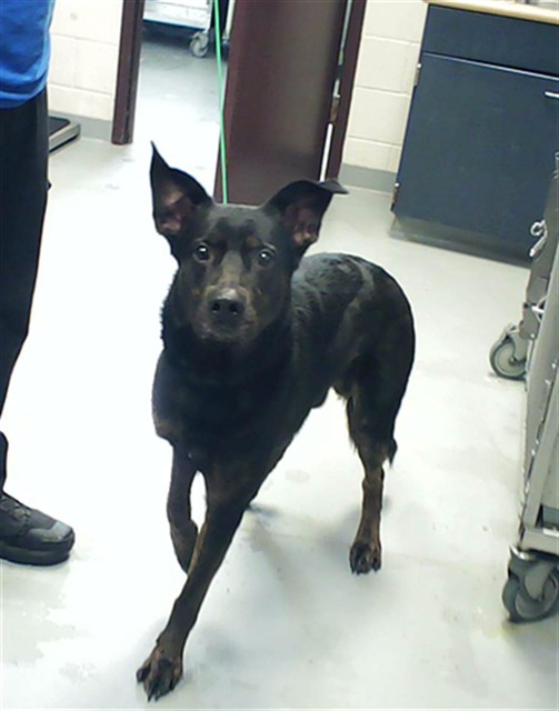 Shelter Stray Male Dog last seen Near BLOCK WATERGAP DR, FAYETTEVILLE NC 28314, Fayetteville, NC 28306
