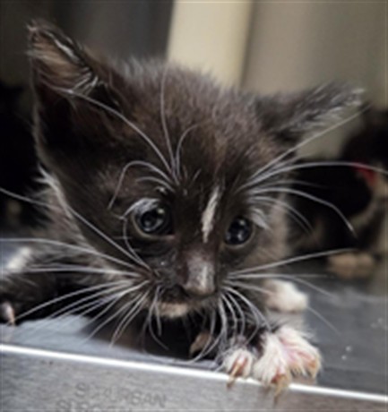 Shelter Stray Male Cat last seen E CHURCH AVE/LW, 232 Eslinger Way, Sanford, FL 32773, USA