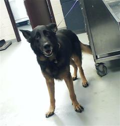 Shelter Stray Male Dog last seen Near BLOCK VILLAGIO PL, FAYETTEVILLE NC 28303, Fayetteville, NC 28306
