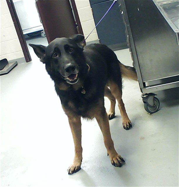 Shelter Stray Male Dog last seen Near BLOCK VILLAGIO PL, FAYETTEVILLE NC 28303, Fayetteville, NC 28306