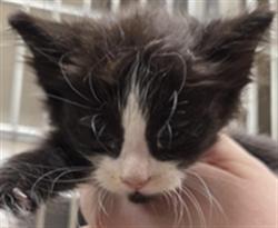 Shelter Stray Male Cat last seen E CHURCH AVE/LW, Sanford, FL 32773