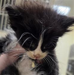 Shelter Stray Male Cat last seen E CHURCH AVE/LW, Sanford, FL 32773