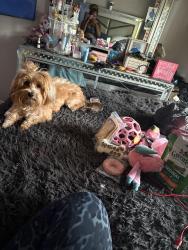 Lost Female Dog last seen Waterford dr, Florissant, MO 63033