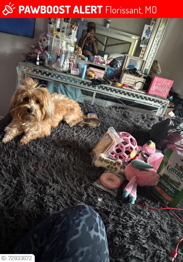 Lost Female Dog last seen Waterford dr, Florissant, MO 63033