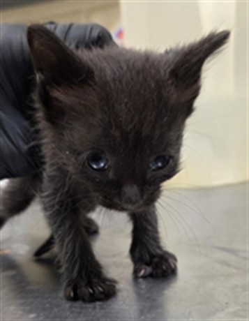 Shelter Stray Male Cat last seen E CHURCH AVE/LW, 232 Eslinger Way, Sanford, FL 32773, USA