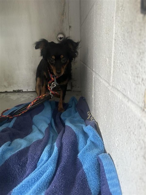 Shelter Stray Female Dog last seen FRONT ST & U ST, Sacramento, CA 95818