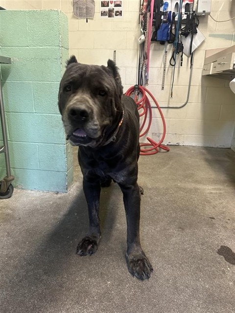 Shelter Stray Male Dog last seen LA RIVIERA DR & LIDO CIR, Sacramento, CA 95818