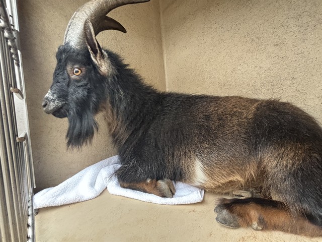 Shelter Stray Male Livestock last seen Near BLOCK SE 44TH ST, OKLAHOMA CITY OK 73150, Oklahoma City, OK 73129