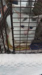 Shelter Stray Female Cat last seen Near BLOCK NE 13 CT, FORT LAUDERDALE FL 33304, Davie, FL 33312