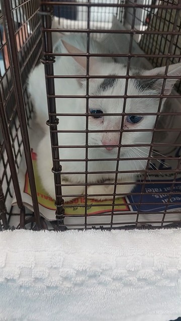 Shelter Stray Female Cat last seen Near BLOCK NE 13 CT, FORT LAUDERDALE FL 33304, Davie, FL 33312