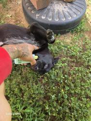 Reunited Male Dog last seen German school road, Richmond, VA 23225