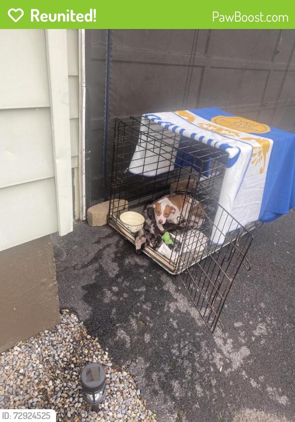 Reunited Female Dog last seen Floral ct floral dr, Utica, NY 13501