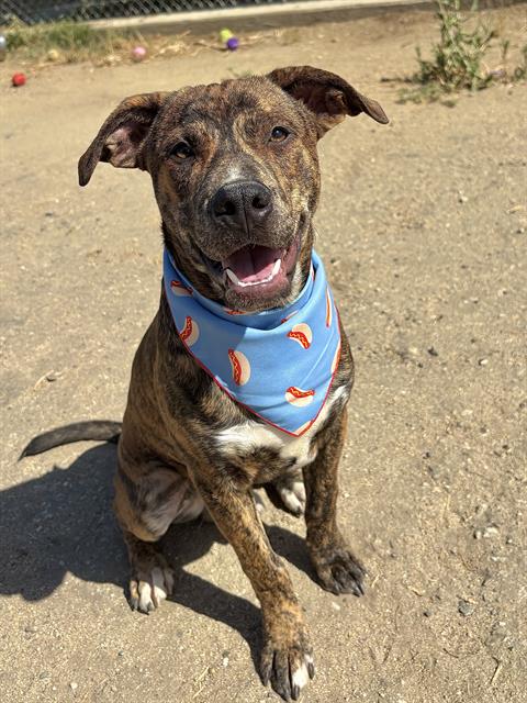 Shelter Stray Male Dog last seen Near BLOCK BALBOA ST, LAKE ISABELLA CA 93240, Bakersfield, CA 93308