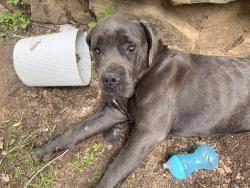 Lost Female Dog last seen Fairview and 101 , Gray Court, SC 29645
