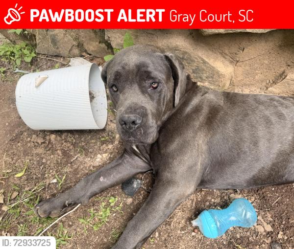 Lost Female Dog last seen Fairview and 101 , Gray Court, SC 29645