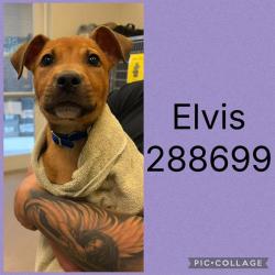 Shelter Stray Male Dog last seen NEWBERG AVE, Macon, GA 31216
