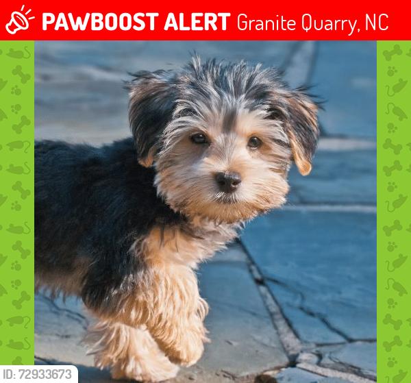 Lost Male Dog last seen Wakefield Drive, Granite Quarry, NC 28146