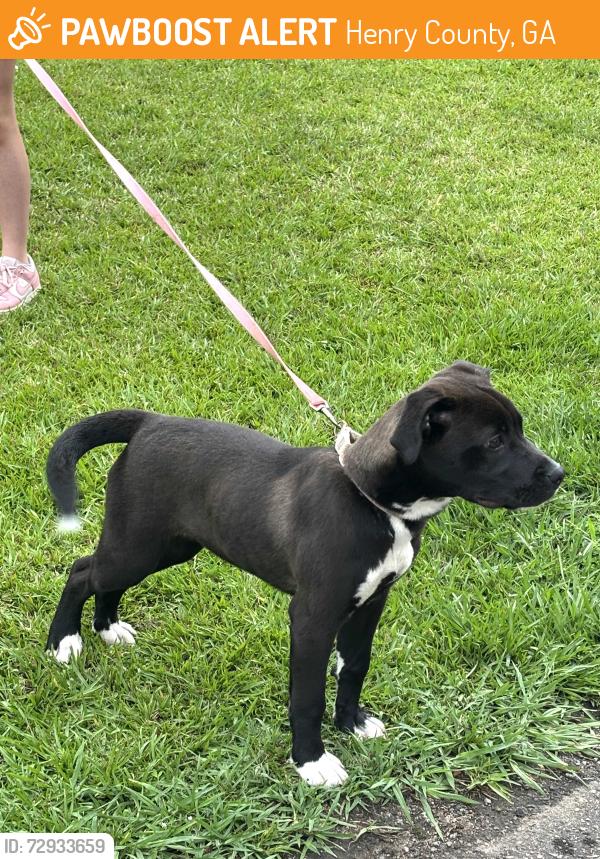 Found/Stray Female Dog last seen S. Mt. Carmel Road. , Henry County, GA 30228