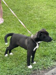 Found/Stray Female Dog last seen S. Mt. Carmel Road. , Henry County, GA 30228