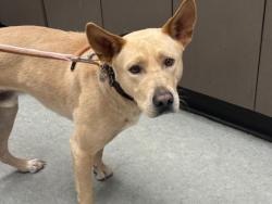Shelter Stray Male Dog last seen , Los Angeles, CA 91405