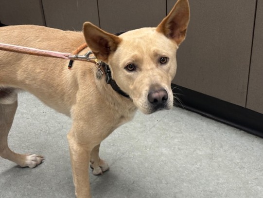 Shelter Stray Male Dog last seen , Los Angeles, CA 91405