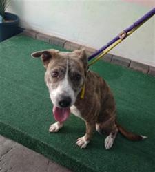 Shelter Stray Female Dog last seen , Irwindale, CA 91706