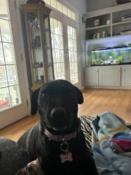 Reunited Female Dog last seen Providence Rd / Snow Hill Rs, Hamilton County, TN 37363