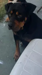 Lost Female Dog last seen Pentz n trust ave, Bakersfield, CA 93306