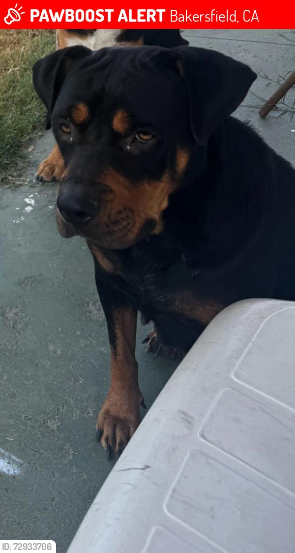 Lost Female Dog last seen Pentz n trust ave, Bakersfield, CA 93306