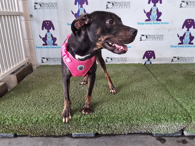 Shelter Stray Female Dog last seen , 2769 Conroy Rd, Orlando, FL 32839, USA