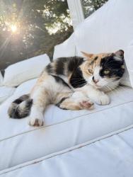 Lost Female Cat last seen Custer , Atlanta, GA 30316